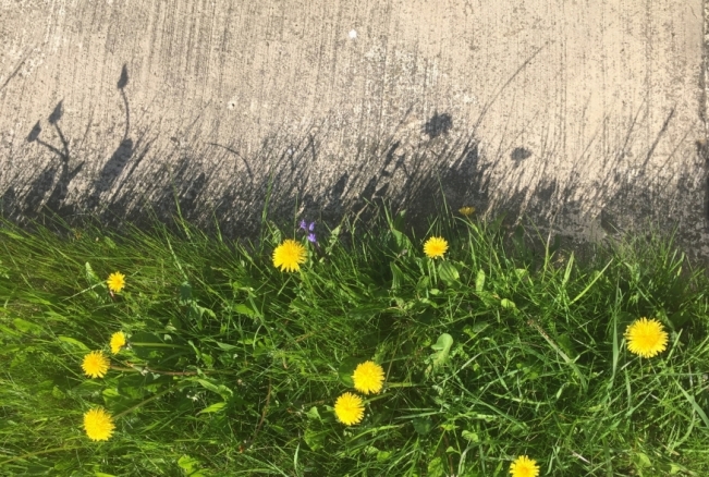 Dandelion Shadows in the sun.